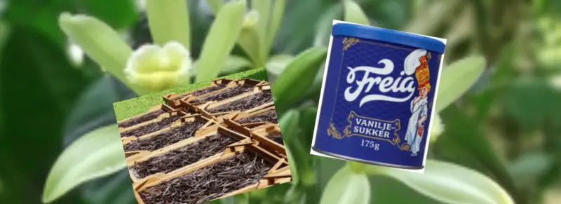 Ekte og kunstig vanilje