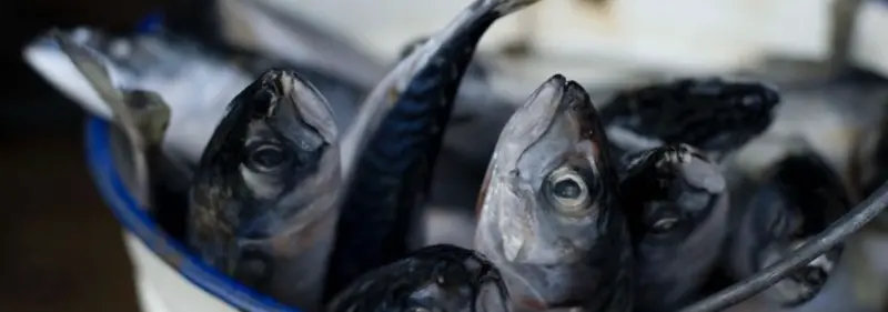 Kan vi ikke spise fisk heller nå?