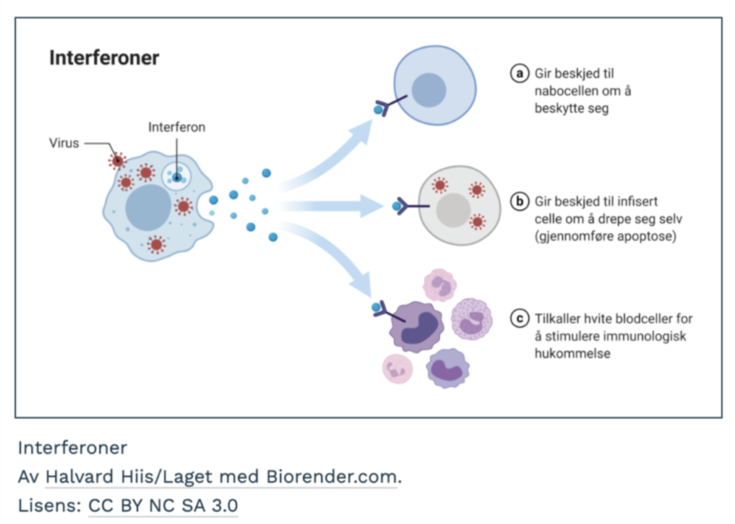 Interferoner diagram