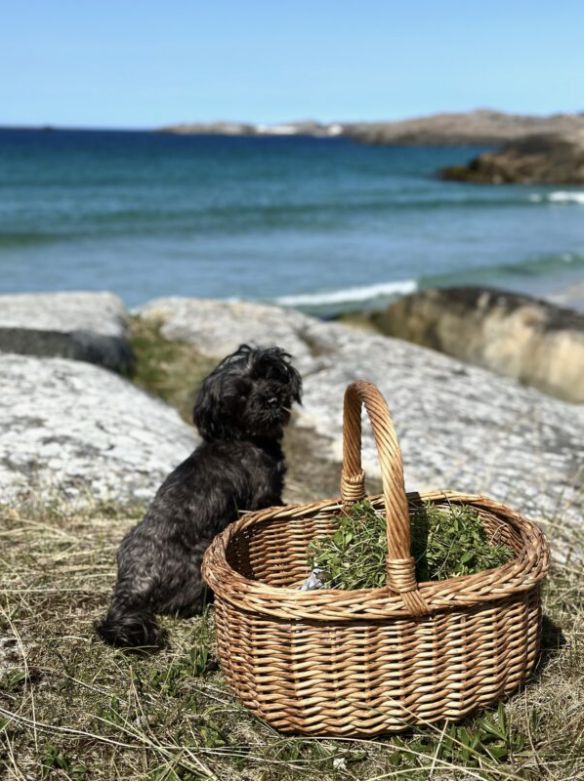 Hund ved sjøen med kurv