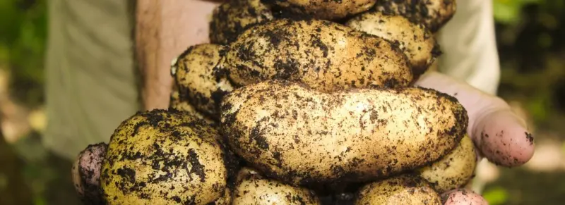 Vi må spise mer jord