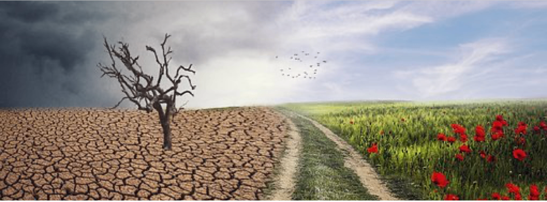 TARMFLORA – MIKROBIOM –MIKROBIOTA